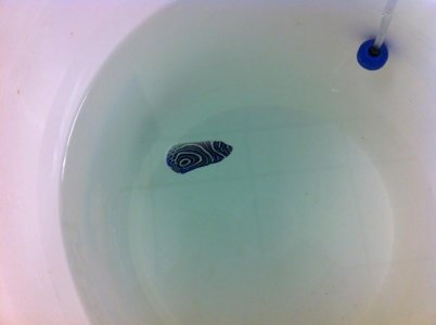 Imp Juv redsea 5-24-13.jpg