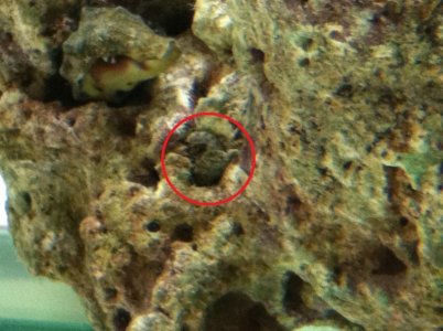 Crab.jpg