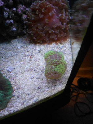 bi color hammer and chalace 001.jpg