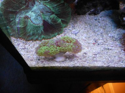 bi color hammer and chalace 002.jpg