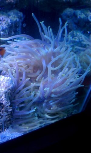 anemone b4.jpg