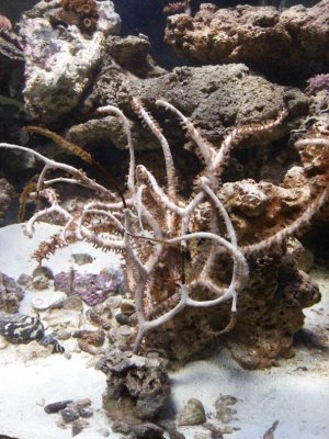 coral.jpg