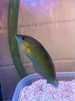 Wrasse.jpg