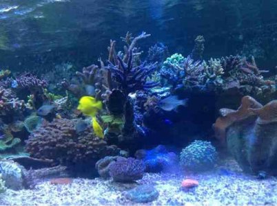 ImageUploadedByTapatalk1371999957.234075.jpg ImageUploadedByTapatalk1371999957.234075.jpg