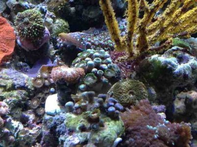 ImageUploadedByTapatalk1372000004.689585.jpg ImageUploadedByTapatalk1372000004.689585.jpg