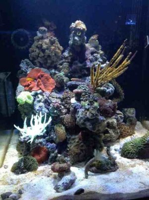 ImageUploadedByTapatalk1372000018.653499.jpg ImageUploadedByTapatalk1372000018.653499.jpg