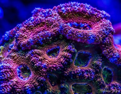 rainbow acan.jpg