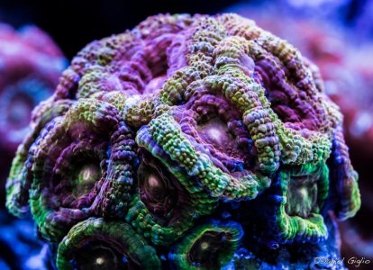 rainbow acan2.jpg