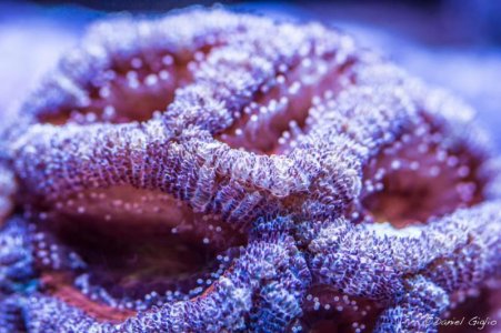 pink acan.jpg