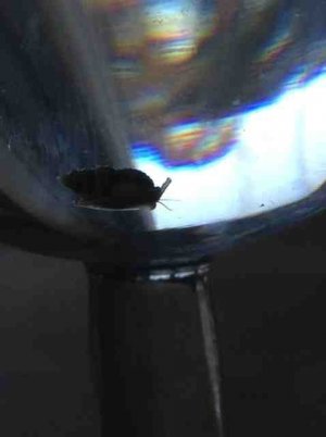 ImageUploadedByTapatalk HD1370463581.427044.jpg