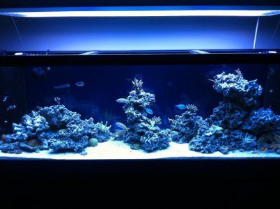 tank shots June 2013 008.jpg