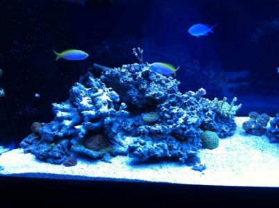 tank shots June 2013 009.jpg