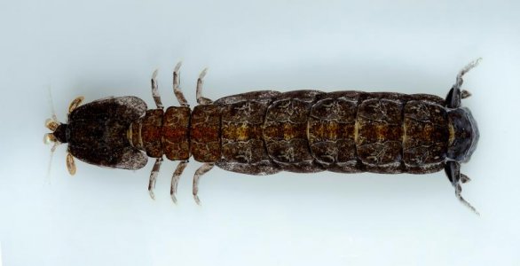 C scolopendra female small.jpg