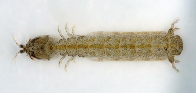 C scolopendra male small.jpg