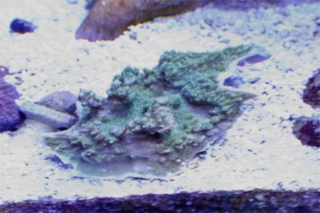 green cap blue polyps.jpg