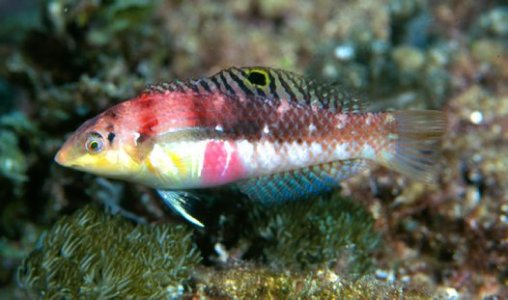 H. Margaritaceus F.jpg