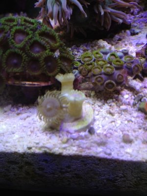 mysteryzoas.JPG