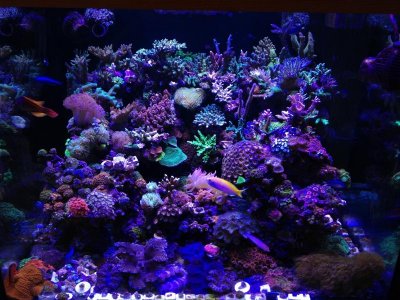 90G Reef Creations.jpg