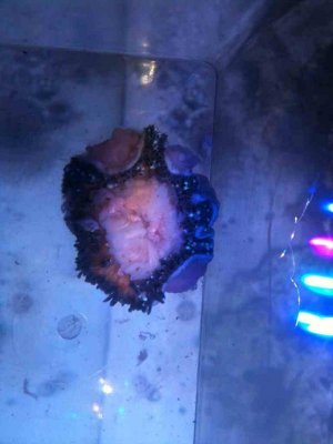 ImageUploadedByTapatalk1372362671.287639.jpg ImageUploadedByTapatalk1372362671.287639.jpg