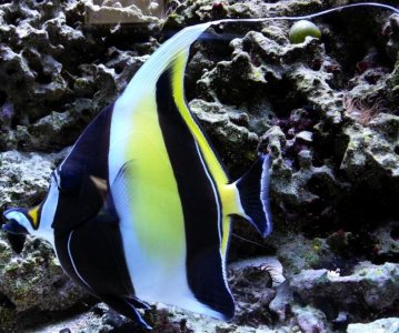 Moorish Idol 6-8-13-cropped.jpg