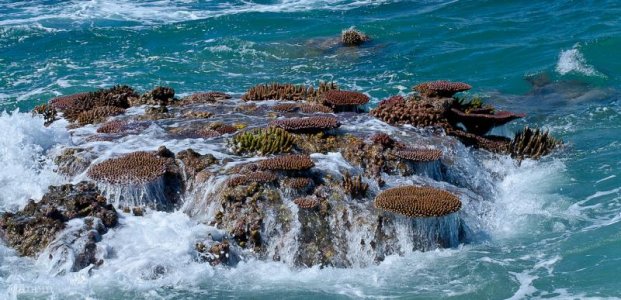 acro wave action.jpg