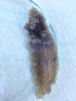 ImageUploadedByTapatalk 21370734190.933650.jpg