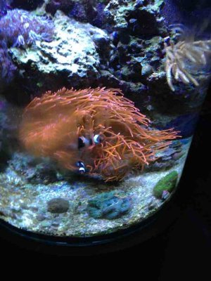 ImageUploadedByTapatalk 21370740742.903448.jpg