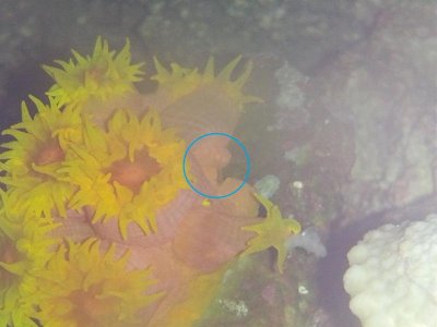 SUNCORAL2.jpg