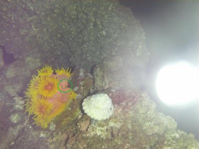 SUNCORAL1.jpg