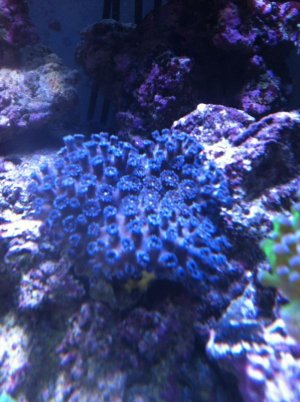 IMG_Gonipora.jpg