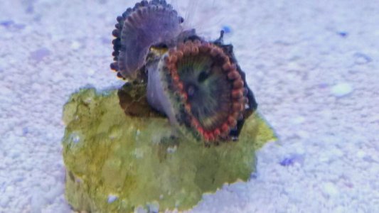 zoa.jpg