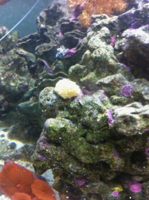 questionable coral.jpg