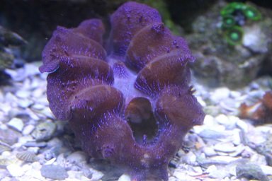 clam.jpg