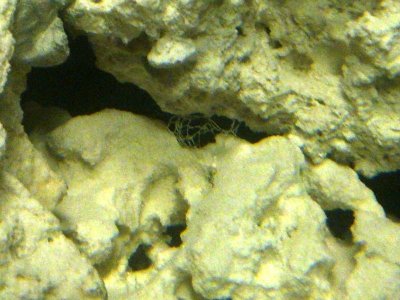 Aquarium cobweb.jpg
