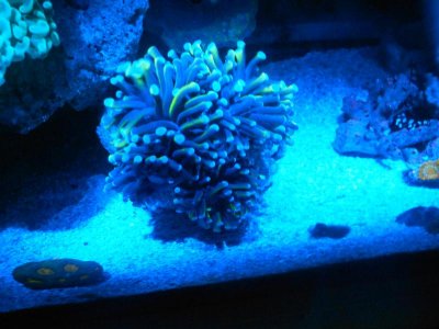 for sale 020.jpg