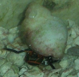 Hermit Crab.jpg