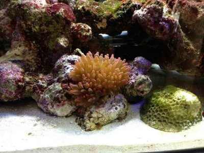 ImageUploadedByTapatalk1372704163.206372.jpg ImageUploadedByTapatalk1372704163.206372.jpg