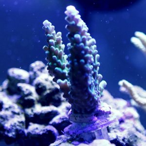 acropora.jpg