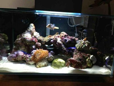 ImageUploadedByTapatalk1372704845.323250.jpg ImageUploadedByTapatalk1372704845.323250.jpg