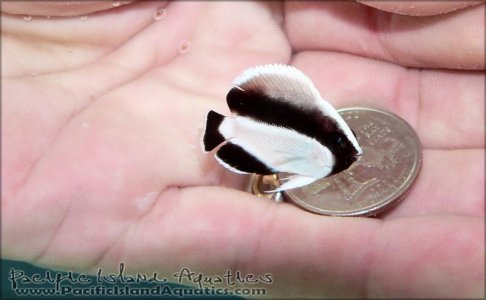 Tiny-Juvenile-Bandit-Angelfish.jpg