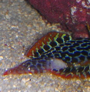 wrasse.JPG