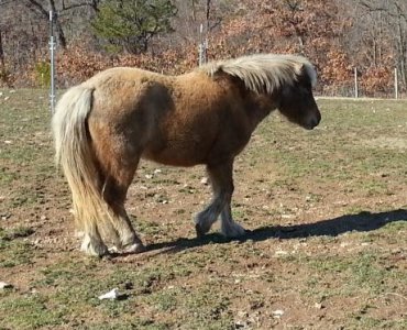 Mini horse picture.jpg