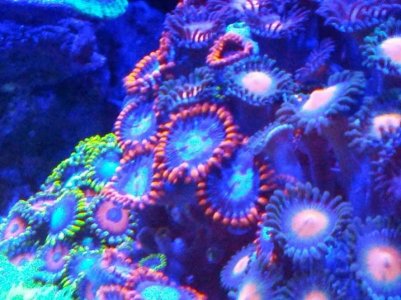 zoa 1.jpg