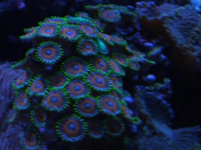 zoa 3.jpg