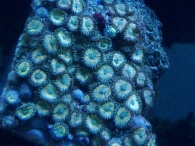 zoa 5.jpg