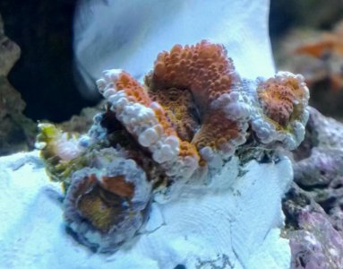 Acans.jpg