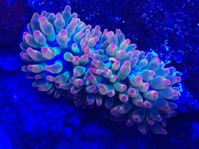 ImageUploadedByTapatalk1372840456.326656.jpg ImageUploadedByTapatalk1372840456.326656.jpg