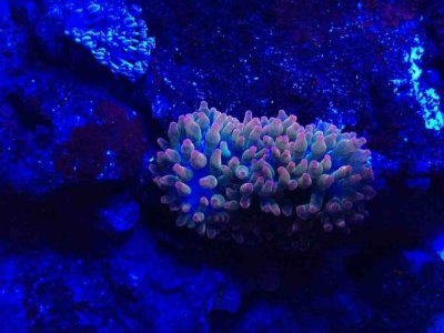 ImageUploadedByTapatalk1372840547.387837.jpg ImageUploadedByTapatalk1372840547.387837.jpg