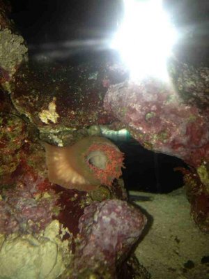 ImageUploadedByTapatalk1372840765.971560.jpg ImageUploadedByTapatalk1372840765.971560.jpg