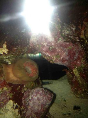 ImageUploadedByTapatalk1372840780.654606.jpg ImageUploadedByTapatalk1372840780.654606.jpg